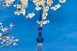 1 Day Private Charter Tokyo Sight Seeing Tour English Speaking guide