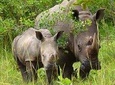 Ziwa Rhino Sanctuary