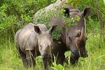 Ziwa Rhino Sanctuary