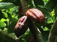 Chocolate Tour and tropical Fruits