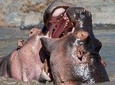 4 Days Camping Safari - Northern Tanzania 