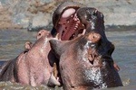 4 Days Camping Safari - Northern Tanzania 