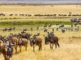 serengeti,ngorongoro,tarangire & lake manyara 6 days group & camping safari