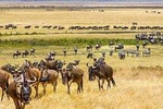 serengeti,ngorongoro,tarangire & lake manyara 6 days group & camping safari