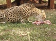 Half day guided tour to Nairobi Orphanage