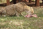 Half day guided tour to Nairobi Orphanage