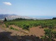 Wine Tour in Linguaglossa and in addition visit of Taormina from Giardini Naxos