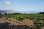 Wine Tour in Linguaglossa and in addition visit of Taormina from Giardini Naxos