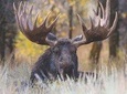 Grand Teton Wildlife Safari Tour