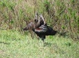 Afternoon birdwatching at Lagoa dos Salgados