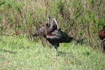 Afternoon birdwatching at Lagoa dos Salgados