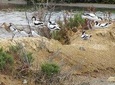 Half-day birdwatching around Tavira