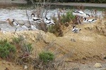 Half-day birdwatching around Tavira