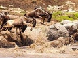  8 Days Serengeti Big Five Safari Join Group 