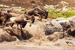  8 Days Serengeti Big Five Safari Join Group 