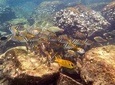 Discover Scuba Diving, try dive for beginners ( Start at Ko Kut)