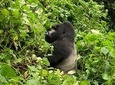 5 Day Gorillas, Wildlife and Chimpanzee Trekking Safari