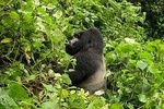 5 Day Gorillas, Wildlife and Chimpanzee Trekking Safari