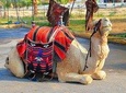 Marraech Quad Bikinig, and Camel Riding tour.