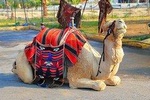 Marraech Quad Bikinig, and Camel Riding tour.