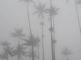 Bird-hiking: a new way to discover Cocora