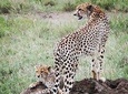 serengeti,ngorongoro,tarangire & lake manyara 5days group & camping tour