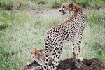 serengeti,ngorongoro,tarangire & lake manyara 5days group & camping tour