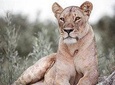 6 days safari to Lake Manyara, Tarangire, Serengeti and Ngorongoro crater