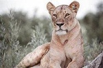 6 days safari to Lake Manyara, Tarangire, Serengeti and Ngorongoro crater