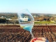 Wine Experience: vineyard, wines and food