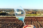 Wine Experience: vineyard, wines and food