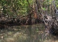 Mangrove Adventure