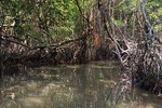Mangrove Adventure