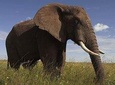 Elephant Sanctuary Tour: Hartbeespoort