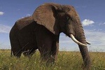 Elephant Sanctuary Tour: Hartbeespoort