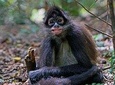 Elephant & Monkey Sanctuary Tour: Hartbeesport Dam