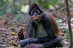 Elephant & Monkey Sanctuary Tour: Hartbeesport Dam