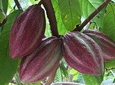 Chocolate Tour in Vallarta