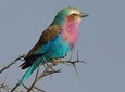 5 days Safari to Lake Manyara, Serengeti and Ngorongoro crater