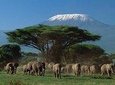 Day tour to Amboseli National Park from Nairobi