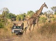 Game Drive And Rhino Walk