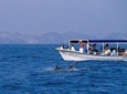Watching Dolphins,Muscat