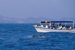 Watching Dolphins,Muscat