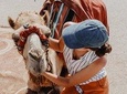 CAMEL CARAVANS: 2 Hour Camel Ride in the Palm Oasis Marrakech 