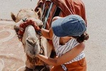 CAMEL CARAVANS: 2 Hour Camel Ride in the Palm Oasis Marrakech 