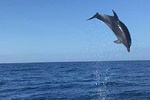VipDolphins Luxury Whale Watching