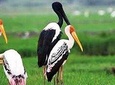 Full Day Bharatpur Bird Sanctuary with Fatehpur Sikri
