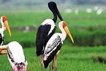 Full Day Bharatpur Bird Sanctuary with Fatehpur Sikri