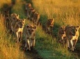 5 Days Budget and Camping safari Lake Manyara , Serengeti &Ngorongoro crater 