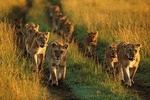 5 Days Budget and Camping safari Lake Manyara , Serengeti &Ngorongoro crater 